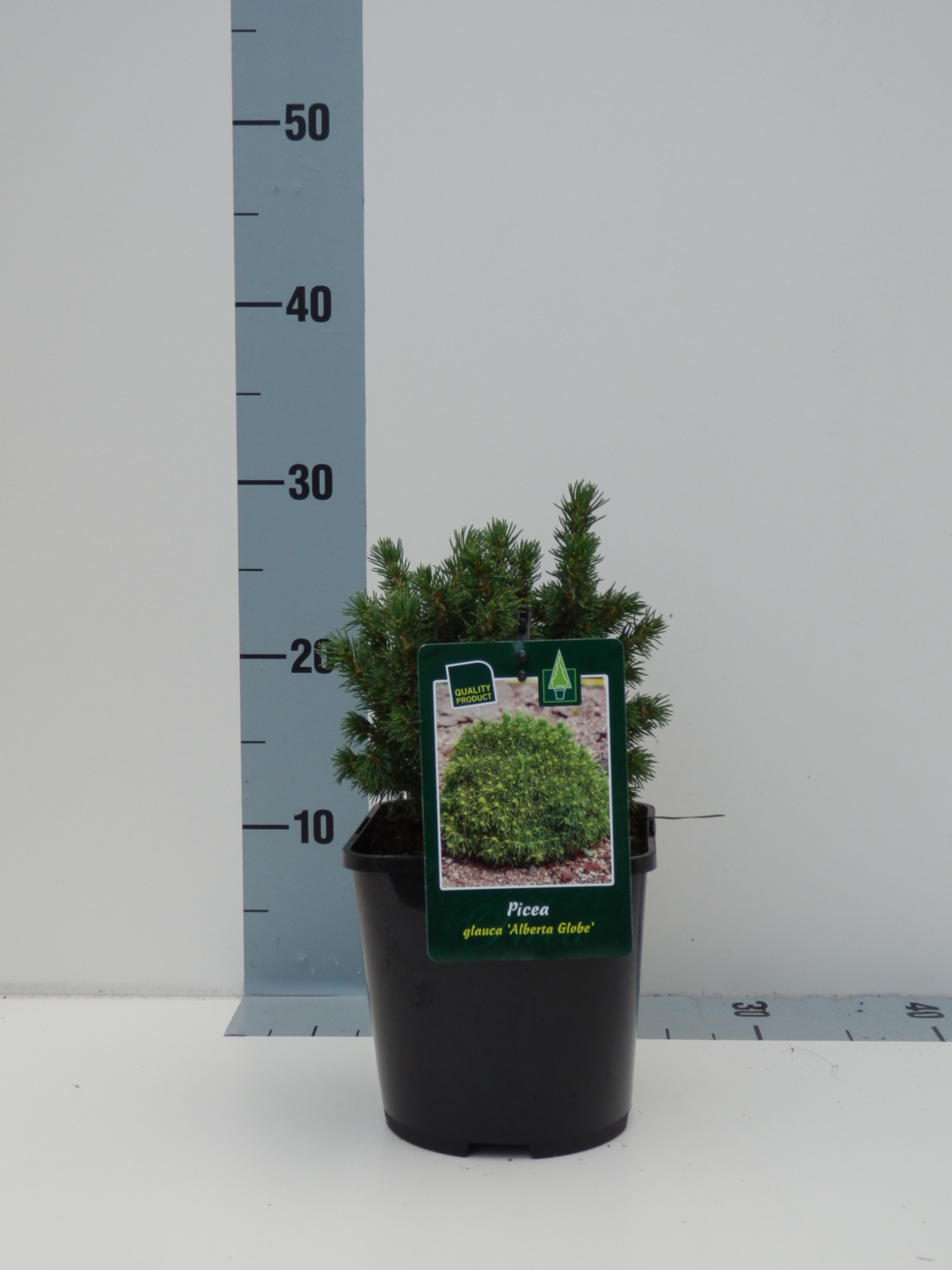 Ель канадская Альберта Глоб